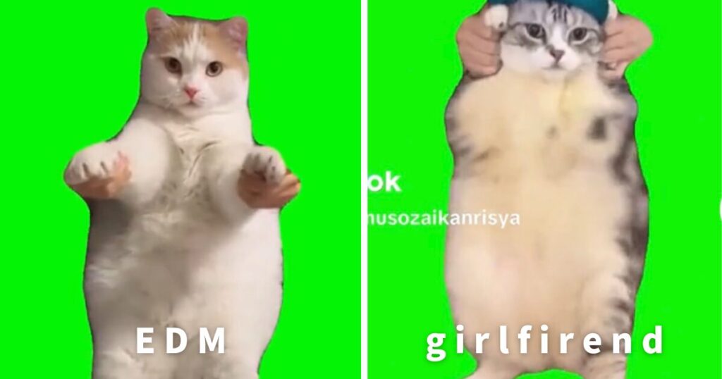 猫ミームのダンス猫の画像